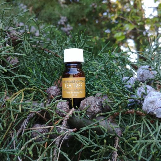 pure essential oils tea tree 10ml